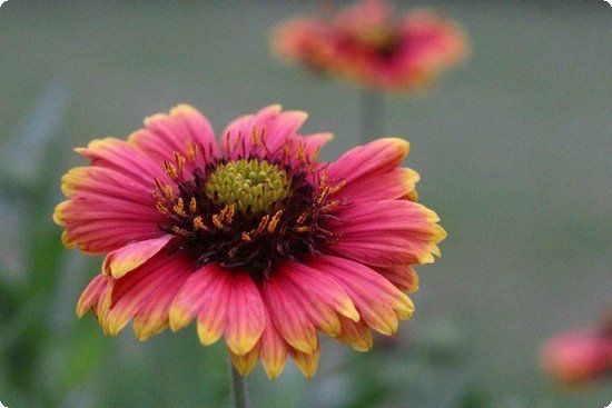 3款绿色减肥食物