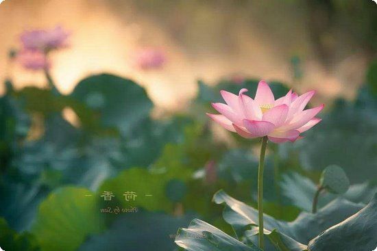 晚間減肥計劃：晚餐要這樣吃