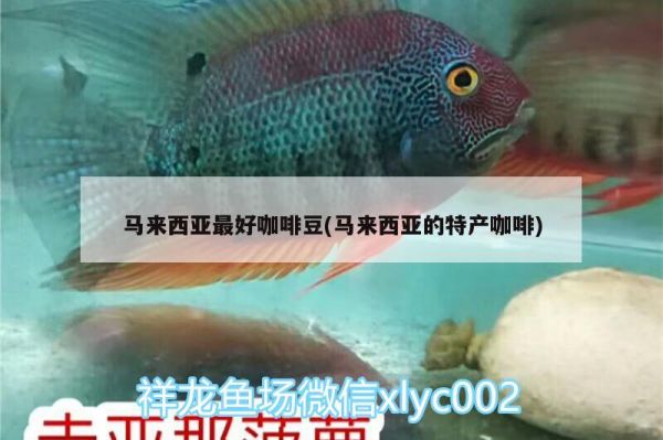 馬來西亞最好咖啡豆(馬來西亞的特產(chǎn)咖啡)