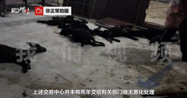 ▲羊肉的食品安全甚至連羊販子自己都不敢保證。圖/新京報(bào)我們視頻截圖