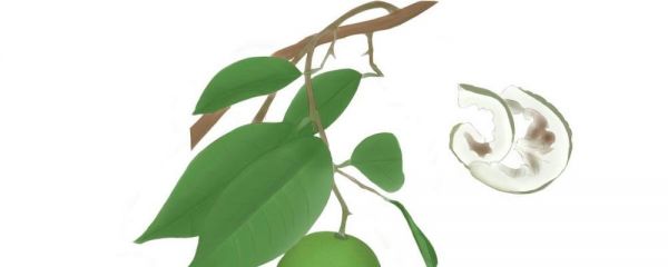 艾灸的好处与功效 艾灸有哪些好处 艾灸的作用