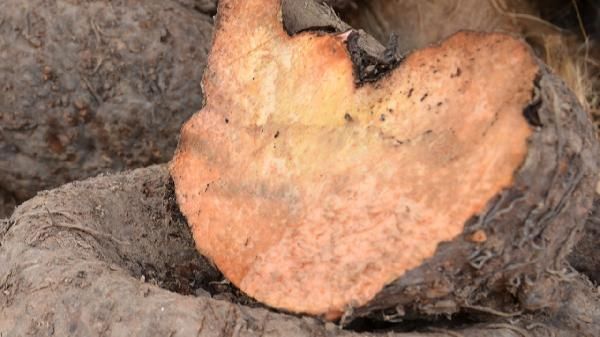 魔芋的五大神奇保健功效