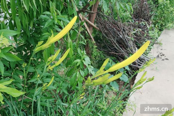 黃花菜茄子的功效與做法