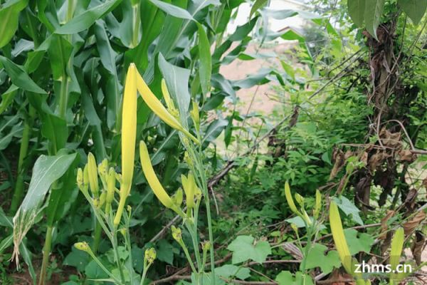 黃花菜茄子