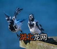 黃花菜炒肉 黃花菜炒肉絲怎么炒好吃