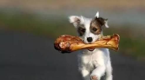 寵物狗的內(nèi)臟食物推薦（為你的愛犬健康而選擇適合的食物）