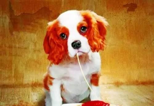 寵物狗的內(nèi)臟食物推薦（為你的愛犬健康而選擇適合的食物）