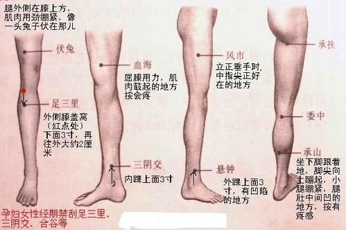 人體腿部重要穴位圖