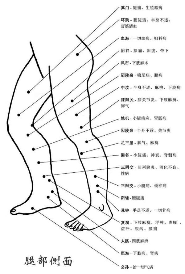 人體腿部側(cè)面穴位圖