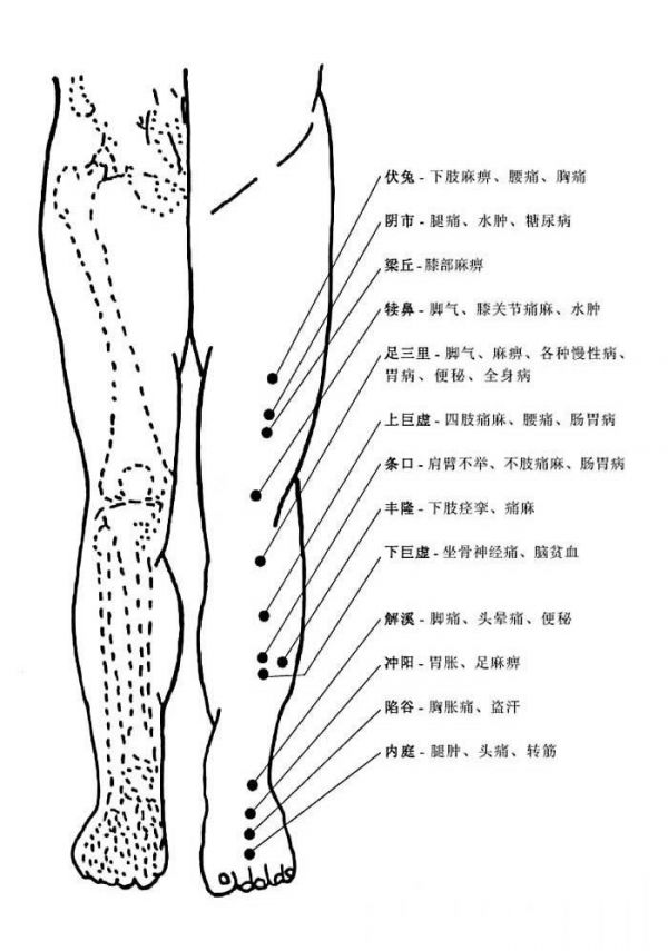 人體腿部正面穴位圖