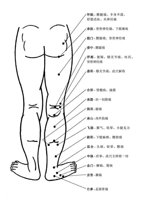 人體腿部背面穴位圖