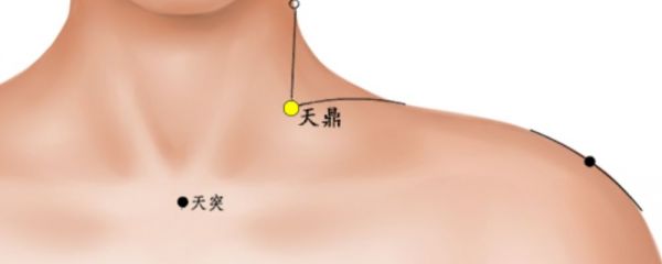 天鼎穴在哪里 天鼎穴穴位圖 天鼎穴是做什么的
