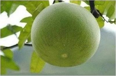 瘦瘦果