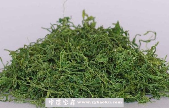 绞股蓝茶的功效与作用 喝绞股蓝茶的副作用