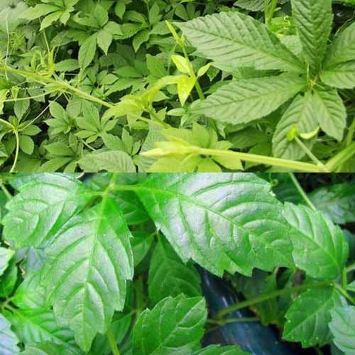 五叶绞股蓝与七叶绞股蓝