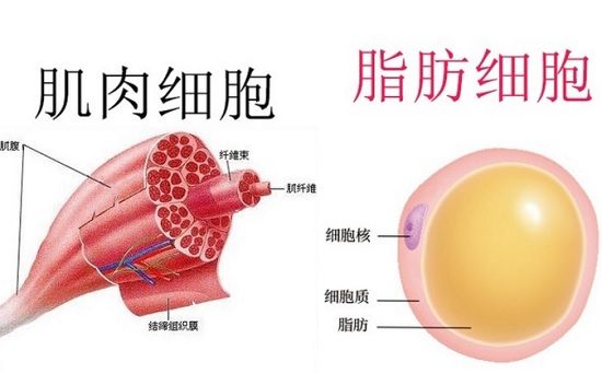 肌肉细胞和脂肪细胞