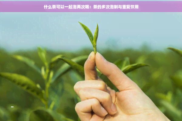 什么茶可以一起泡兩次喝：茶的多次泡制與重復(fù)飲用