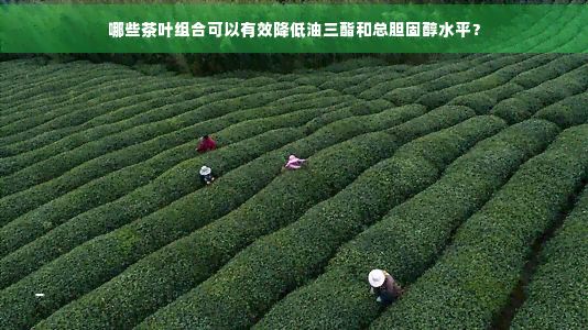 哪些茶葉組合可以有效降低油三酯和總膽固醇水平？