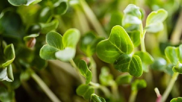 春季多喝開水有哪些好處？喝開水加3物養(yǎng)生功效會翻倍