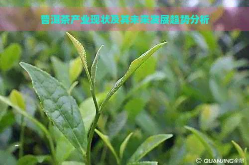 普洱茶產(chǎn)業(yè)現(xiàn)狀及其未來(lái)發(fā)展趨勢(shì)分析