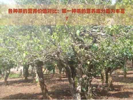各种茶的营养价值对比：哪一种茶的营养成分最为丰富？