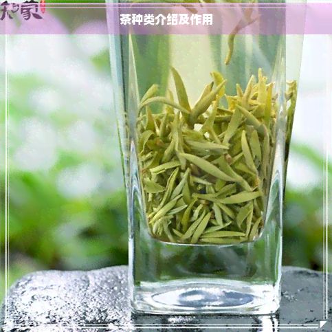 茶種類介紹及作用