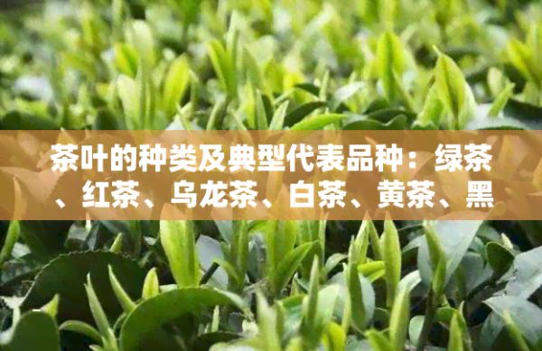 茶叶的种类及典型代表品种:绿茶、红茶、乌龙茶、白茶、黄茶、黑茶。