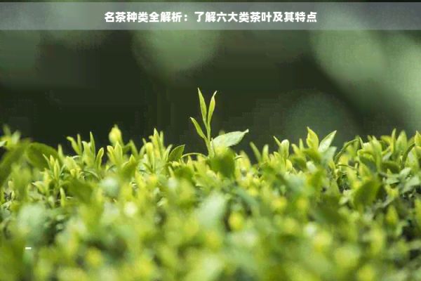 名茶種類全解析：了解六大類茶葉及其特點