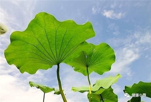 中醫(yī)養(yǎng)生：推薦5個(gè)荷葉減肥方法
