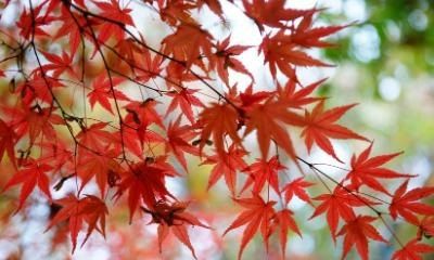 健康目标怎么写范文,口腔健康知识400字