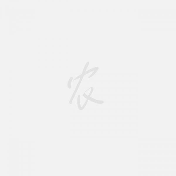 四季豆怎么種？四季豆高產(chǎn)種植技術(shù)-圖片版權(quán)歸惠農(nóng)網(wǎng)所有