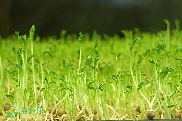 种植课堂：豆苗怎么种?-图片版权归惠农网所有