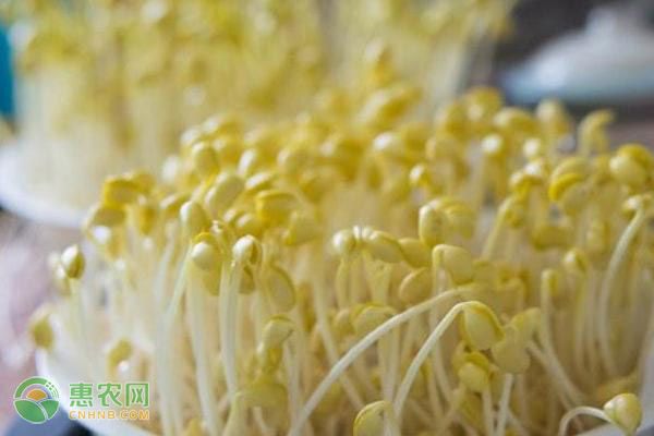 种植课堂：豆苗怎么种?-图片版权归惠农网所有