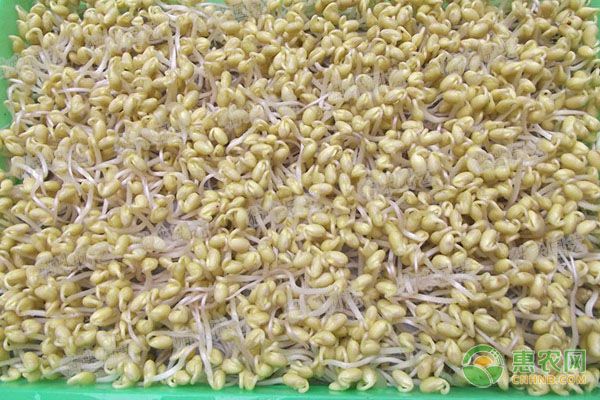 种植课堂：豆苗怎么种?-图片版权归惠农网所有