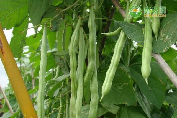 四季豆的種植技術(shù)和方法-圖片版權(quán)歸惠農(nóng)網(wǎng)所有