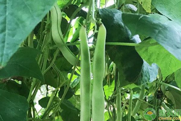四季豆的種植技術(shù)和方法-圖片版權(quán)歸惠農(nóng)網(wǎng)所有