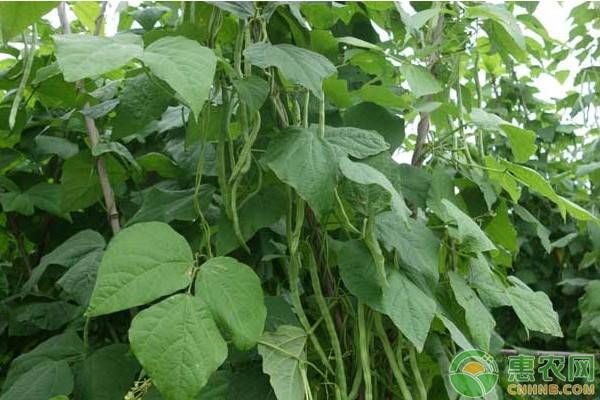 四季豆的種植技術(shù)和方法-圖片版權(quán)歸惠農(nóng)網(wǎng)所有