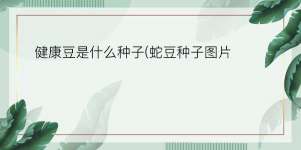 健康豆是什么種子(蛇豆種子圖片)