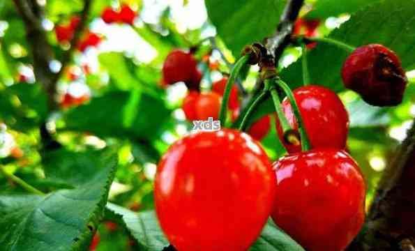 瑪瑙紅櫻桃介紹：特征、口感與營(yíng)養(yǎng)價(jià)值全面解析