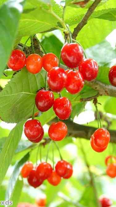 瑪瑙紅櫻桃介紹：特征、口感與營(yíng)養(yǎng)價(jià)值全面解析