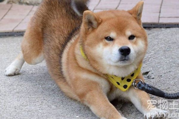 柴犬健康