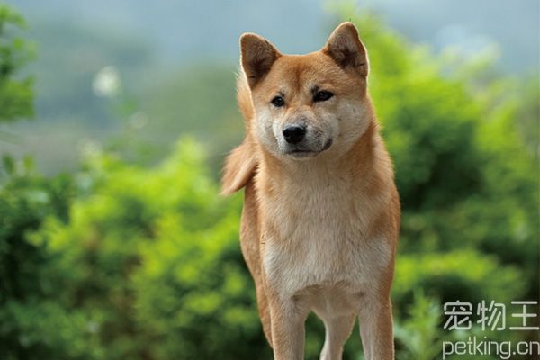 柴犬健康标准