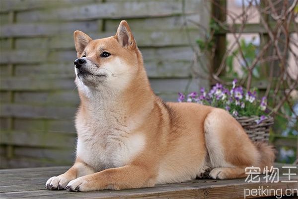 柴犬健康判断
