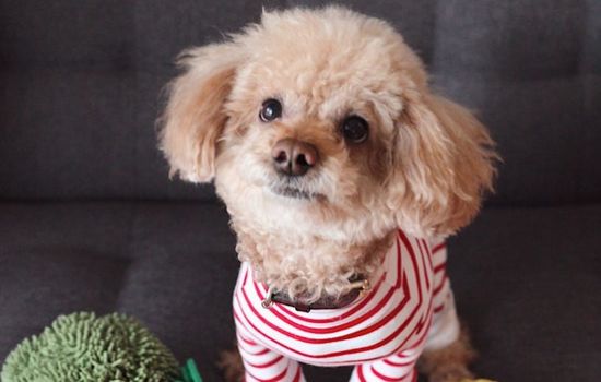 怎么挑选一只健康的幼犬 这些方面主人要注意