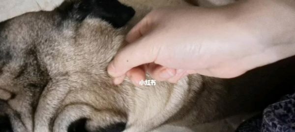 如何判断宠物狗狗是否正常掉毛（掌握这些方法，让你的狗狗健康快乐）
