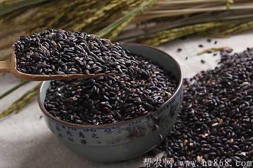 黑米的功效與作用是什么？黑米掉色正常嗎?