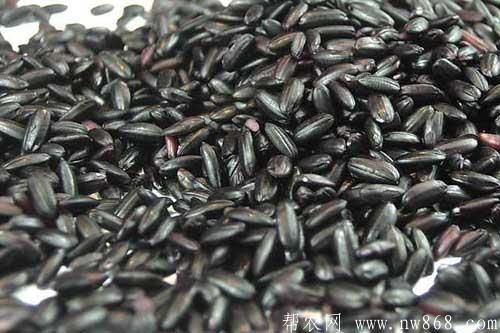 黑米的功效與作用是什么？黑米掉色正常嗎?
