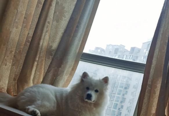 如何增肥你的萨摩耶（萨摩耶太瘦了？不用担心，这里有有效的增肥方法！）