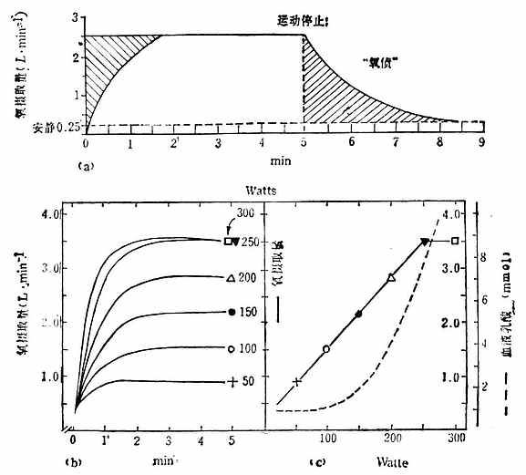 不同強(qiáng)度運(yùn)動(dòng)的氧耗量變化過程圖解