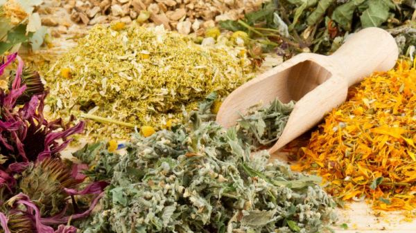 金银花的作用和功效